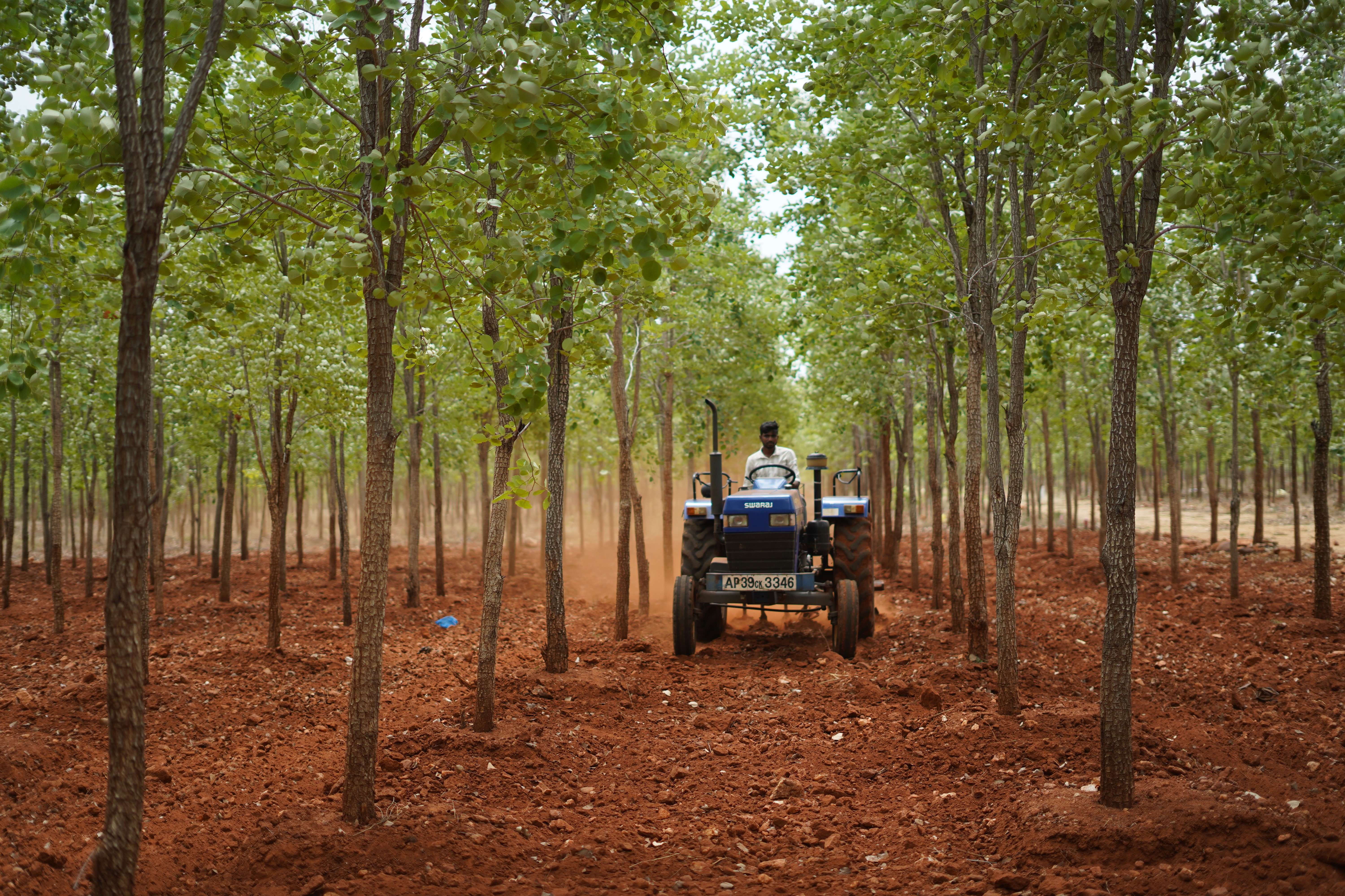Red Sandalwood hover 3